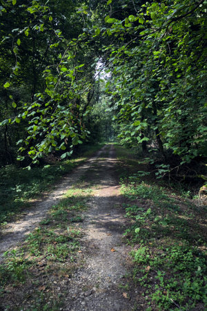 Path in the shade in the middle of a park on a sunny summer day