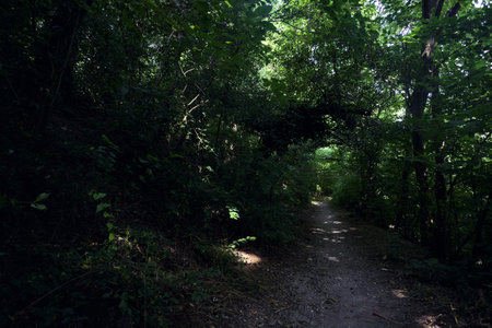 Trail in the middle of a forest with sunlight passing through the tree canopy above it on a sunny day in the italian countrysideの写真素材