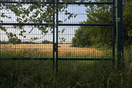 Wheat field in the italian countryside in summer seen through a gate covered by a creeper plantの写真素材