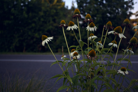 White echinacea in a flowerbed by the edge of a road at sunsetの写真素材