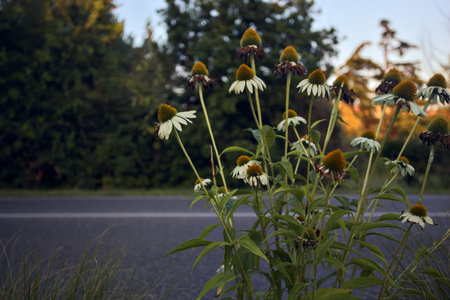 White echinacea in a flowerbed by the edge of a road at sunsetの写真素材