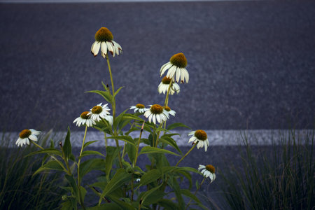 White echinacea in a flowerbed by the edge of a road at sunsetの写真素材