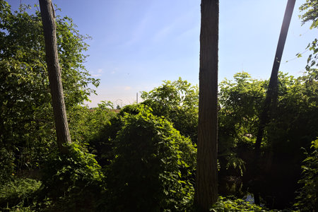 Cultivated field in the Italian countryside on a sunny day framed by trees and a wooden pylonの写真素材