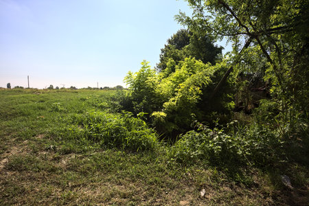 Trench full of water next to a mowed field bordered by trees on a sunny day in the Italian countrysideの写真素材