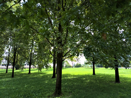 Group of trees in a lawn of a park by the edge of a country road in summerの写真素材