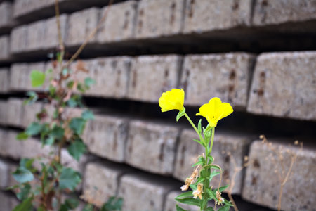 Mullein in bloom on its stem seen up closeの写真素材