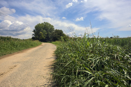 Worn country road next to a corn field and a grove bordered by an irrigation canal on a sunny day