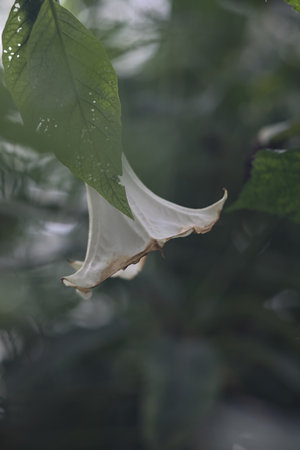 Thorn apple in bloom in a tropical garden seen up closeの写真素材