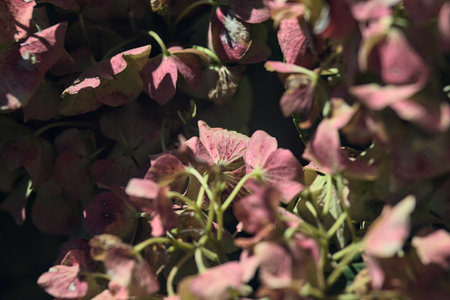 Pink hydrangea in bloom seen up closeの写真素材