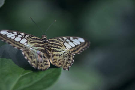 White and brown butterfly on a leaf seen up closeの写真素材
