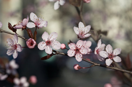 Cherry tree branch in bloom seen up closeの写真素材
