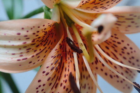 Lilies in bloom seen up closeの写真素材