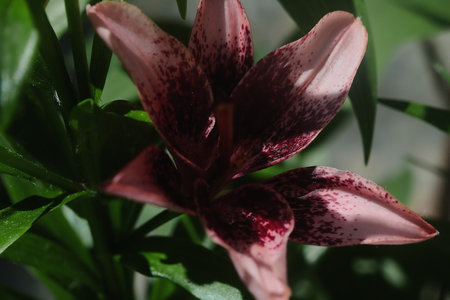 Lilies in bloom seen up closeの写真素材