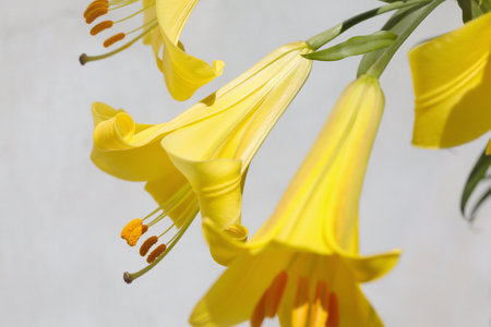 Lilies in bloom seen up closeの写真素材