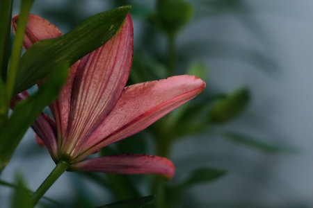 Lilies in bloom seen up closeの写真素材