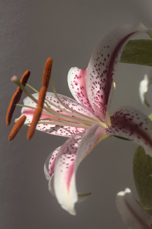 Lilies in bloom seen up closeの写真素材