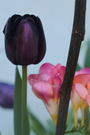 Tulips in bloom seen up closeの写真素材