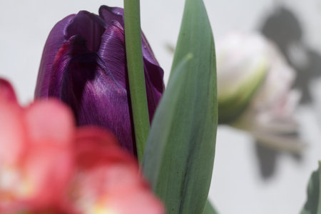 Tulips in bloom seen up close