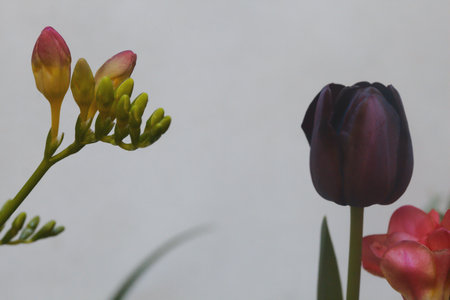 Tulips in bloom seen up closeの写真素材