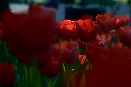 Tulips in bloom seen up close