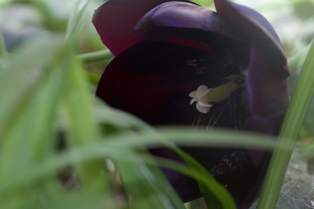 Tulips in bloom seen up closeの写真素材