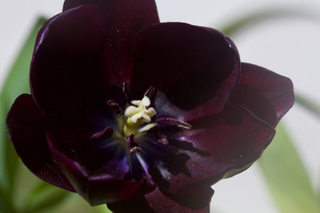 Tulips in bloom seen up closeTulips in bloom seen up closeの写真素材