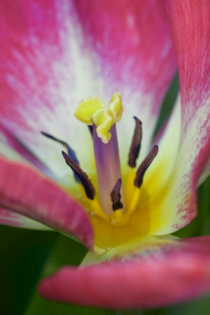 Tulips in bloom seen up closeの写真素材