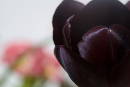 Tulip in bloom in a vase seen up closeの写真素材