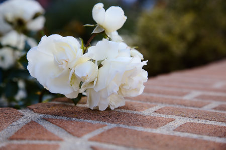 Roses in bloom seen up closeの写真素材