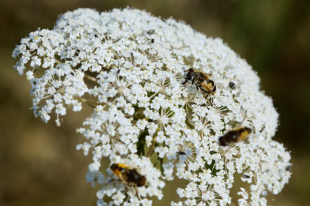 Blooming yarrow in the grass seen up close