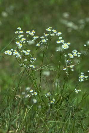 Blooming yarrow in the grass seen up close