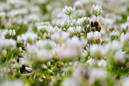 Clover in bloom in the grass seen up closeの写真素材
