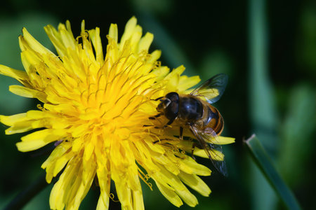 Dandelions in the grass seen up closeの写真素材