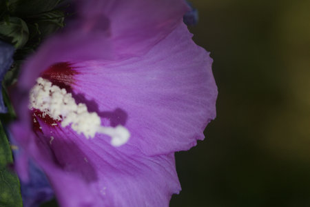 Hibiscus in bloom seen up closeの写真素材