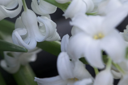 Hyacinth in bloom seen up closeの写真素材