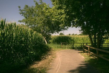 Road bordered by trees and fields in the Italian countryside