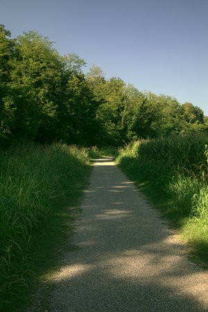 Road bordered by trees and fields in the Italian countryside