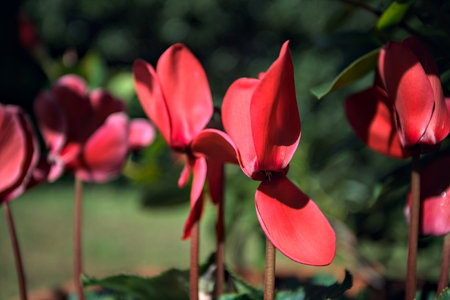 Cyclamens in bloom in a vase seen up closeの写真素材