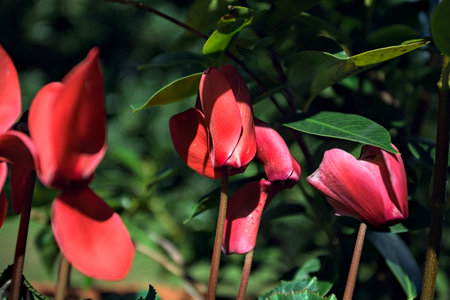 Cyclamens in bloom in a vase seen up closeの写真素材