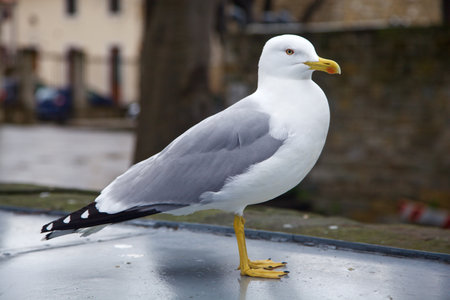 Seagull standing seen up closeの写真素材