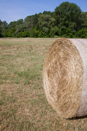 Bales in a field in the Italian countryside