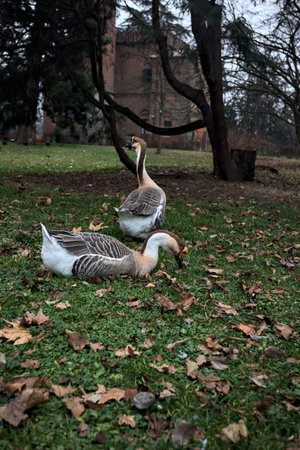 Flock of geese on a lawn covered by foliage in a park on a cloudy day in autumnの写真素材