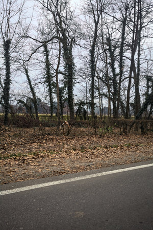 Field by the edge of a road bordered by bare trees in a park in autumn
