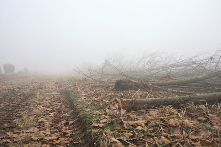 Dirt path between fields in the Italian countryside on a foggy day