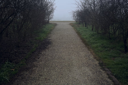 Dirt path bordered by bare bushes that leads to a clearing in a park on a foggy day