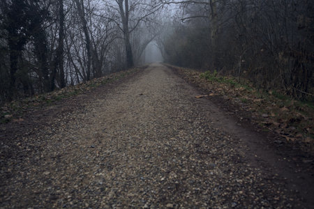 Path bordered by trees in a park in the Italian countryside on a foggy dayの写真素材