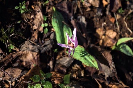 Wild cyclamen enclosed by fallen leaves on the groundの写真素材