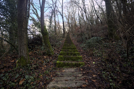 Mule track on a slope covered by leaves in a mountain forest