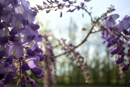 Wisteria in bloom seen up closeの写真素材