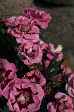 Pink and purple carnations in a vase with a stone wall in the background seen up closeの写真素材